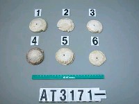 藏品(芋螺貝)的圖片